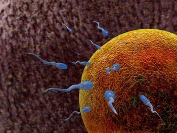 The Process of Sexual Reproduction Sexual reproduction involves uniting specialized cells called Gametes. In animals, male gametes are called sperm and female gametes are called eggs.