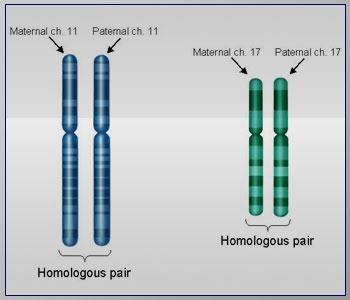 Homologous Chromosomes Homologous Chromosomes: are pairs of chromosomes