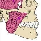 Maxillo-Mandibular Relationship Centric Relation Max-Mand relation where; 1- condyles are in their most