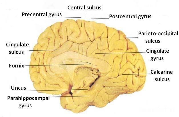 Medial Surface Sulci: Parietooccipital,