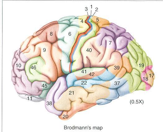 Brodmann produced a numbered, cytological map of cerebral cortex based upon its regional histological characteristics.