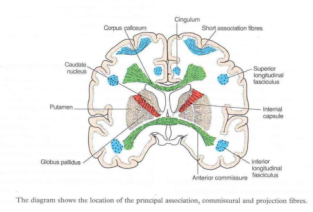 Depending on their origin & termination, these nerve fibers are classified into three types: Association fibers: Unite different parts of the same hemisphere Commissural fibers: Connect the