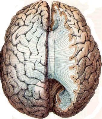 Connects the corresponding regions of the two hemispheres except the temporal lobes, that are connected by anterior commissure. It is shorter craniocaudally than is the hemisphere.