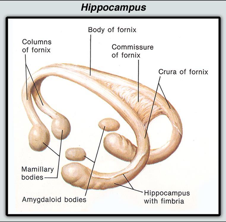 connect the two hippocampi with each other Posterior Commissure: