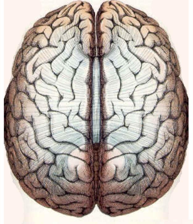 Cerebrum Largest part of the forebrain Divided into two halves, the cerebral hemipheres, which are separated by a deep median longitudinal fissure which lodges the falx cerebri.