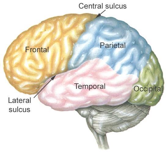 Three sulci, consistent in their position (central, lateral & parietooccipital) are used to divide each hemisphere into lobes.