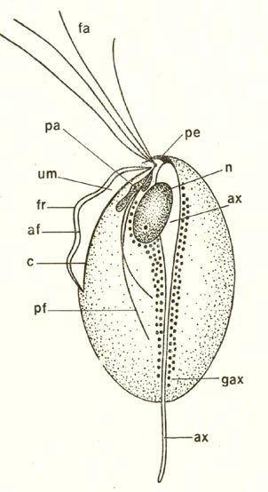 Trichomonas vaginalis Trophozites: vaginal cavity and urethra Transmission: