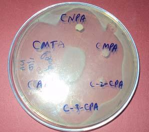 shown antibacterial activity and another microorganism that is Candida sp. for antifungal activity by agar diffusion technique.
