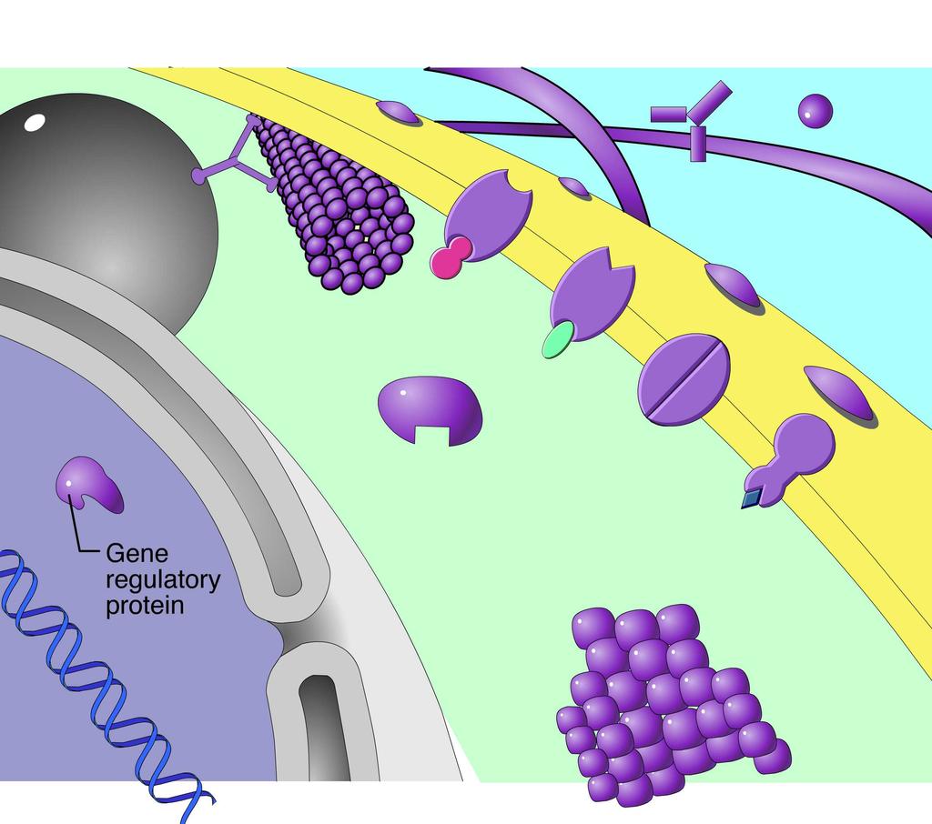 Animation: Gene Regulatory Proteins Right-click