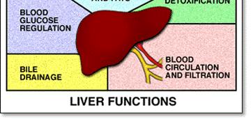 Liver functions include: metabolizing carbohydrates, lipids, and proteins; storage of some substances; filtering