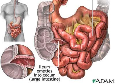SMALL INTESTINE the small intestine consists