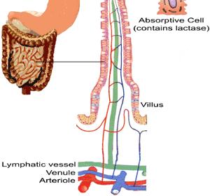 Absorption in the small intestine: the intestinal villi absorb the products of