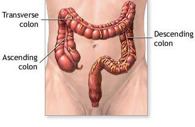 LARGE INTESTINE *the large intestine reabsorbs