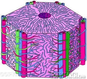Structure of the liver: Each lobe consists of HEPATIC LOBULES, the functional units of the gland.