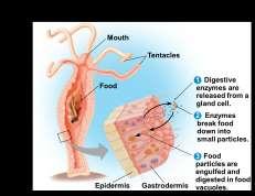 EXTRACELLULAR DIGESTION COMPLETE DIGESTIVE TRACT OR ALIMENTARY CANAL Digestive tube with
