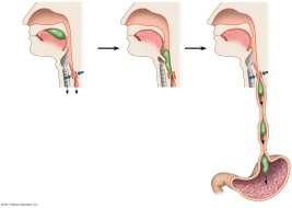 Tongue Pharynx Glottis Larynx Trachea To lungs Bolus of food Epiglottis up Esophageal sphincter contracted Esophagus To stomach As bolus passes down esophagus, sphincter