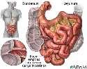DIGESTION IN THE SMALL INTESTINE Longest section of alimentary canal It is the major organ of digestion (duodenum) and absorption