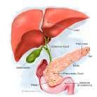 from the pancreas, liver, gallbladder, and the small intestine itself PANCREATIC SECRETIONS The pancreas produces proteases trypsin and
