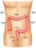 through the colon Feces are stored in the rectum until they can be eliminated through