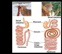 stomachs Herbivores and omnivores