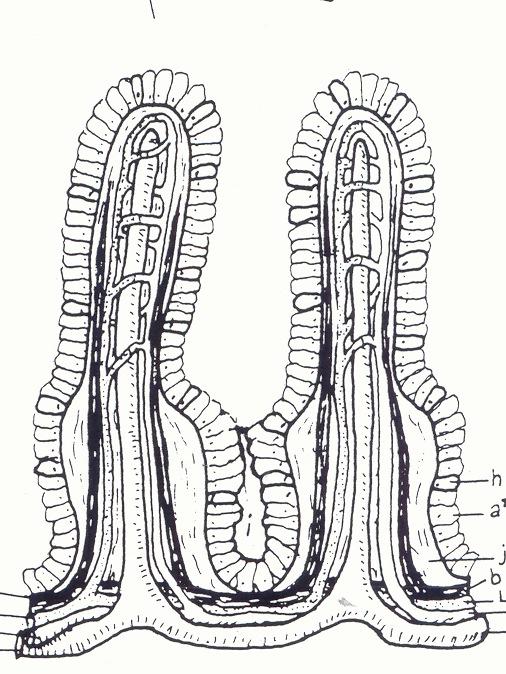 The SMALL INTESTINE is a very long tube that is coiled back