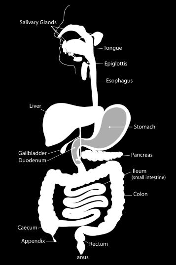 Digestive Tract Also called alimentary canal or gastrointestinal tract
