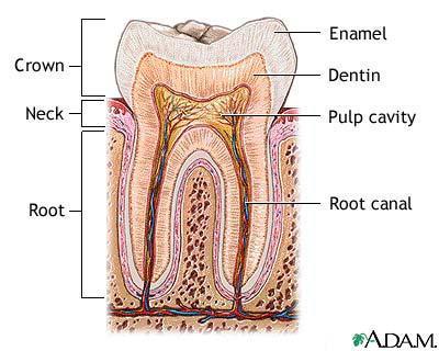 Digestive Tract: Mouth,