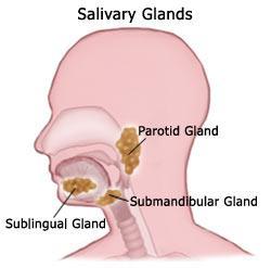 Digestive Tract: Mouth Saliva contains mucus and enzymes (amylase -breaks down polysaccharides, maltase breaks