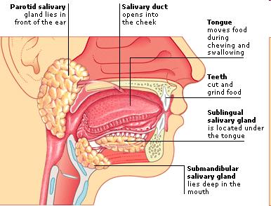 Digestive Tract: Mouth The saliva, teeth, mouth, and tongue form a
