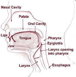 Digestive Tract: Pharynx and Epiglottis The pharynx connects the oral cavity to the next part of the digestive