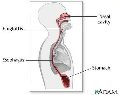Digestive Tract: Esophagus Esophagus: Muscular tube through