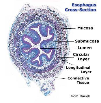 Digestive Tract: Esophagus The esophagus is made up of circular and