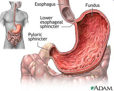 Digestive Tract: Stomach Two muscle sphincters control the amount of food that enters