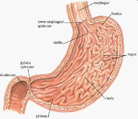 Digestive Tract: Stomach Pyloric Sphincter: Strong ring of smooth muscle which connects