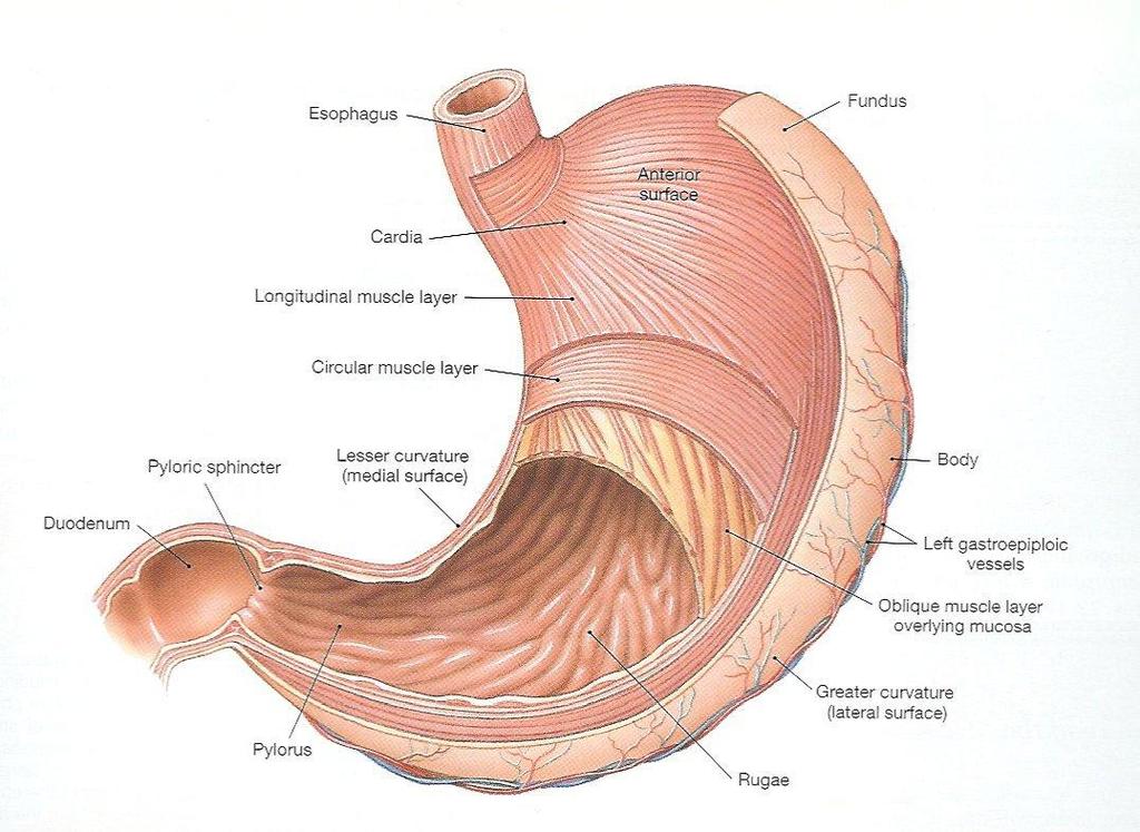 Digestive Tract: Stomach Stomach has layers of muscles: -Oblique muscles