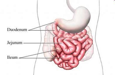 Digestive Tract: Small Intestines Small Intestine: Major