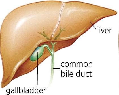 Gall Bladder: Stores bile produced by the liver.