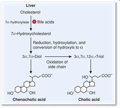 Bile is made from cholesterol and bile salts