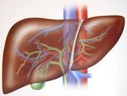 Liver - Produces bile and cholesterol - Breaks down old red corpuscles, recycles parts of hemoglobin to make bile salts - Converts excess glucose and stores as glycogen, converts it back