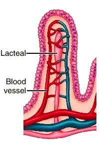Digestive Tract: Jejunum Villi: -finger-like projections of the small intestine lining -More surface area to absorb nutrients.