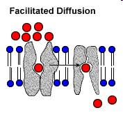 Facilitated diffusion (passive transport) - water soluble minerals and vitamins Larger molecules