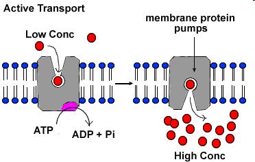 Active Transport - monosaccharides & amino acids membrane protein 'pump' requires energy to function The source of energy is ATP from respiration This moves the molecules from