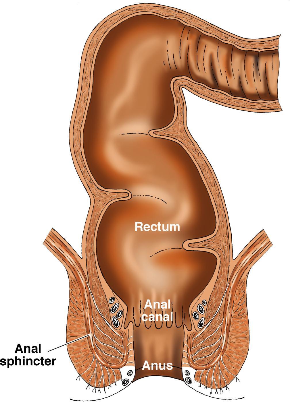 Digestive Tract: Rectum, Anal Canal, Anus Rectum: -Forms peristaltic waves to expel feces through the anal canal -Stretch