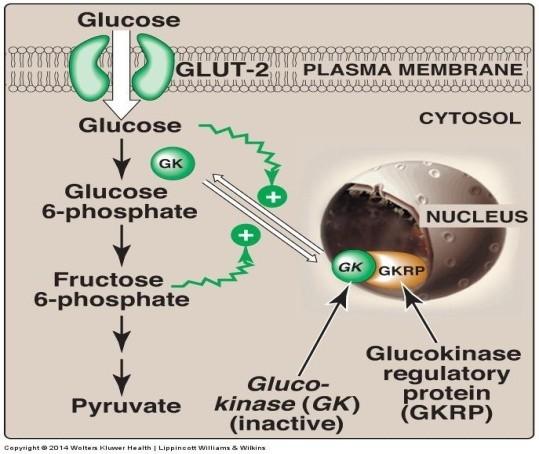 Insulin is called"insulin anabolic hormones" When (insulin/glucagon) ratio is high this induces and increases the amount ofglucokinase.