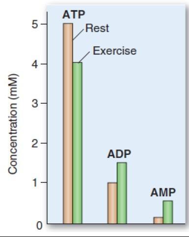 activity of the enzyme suddenly decreases at higher ATP concentration.amp and fructose 2, 6-bisphosphate relieve the inhibition of PFK.