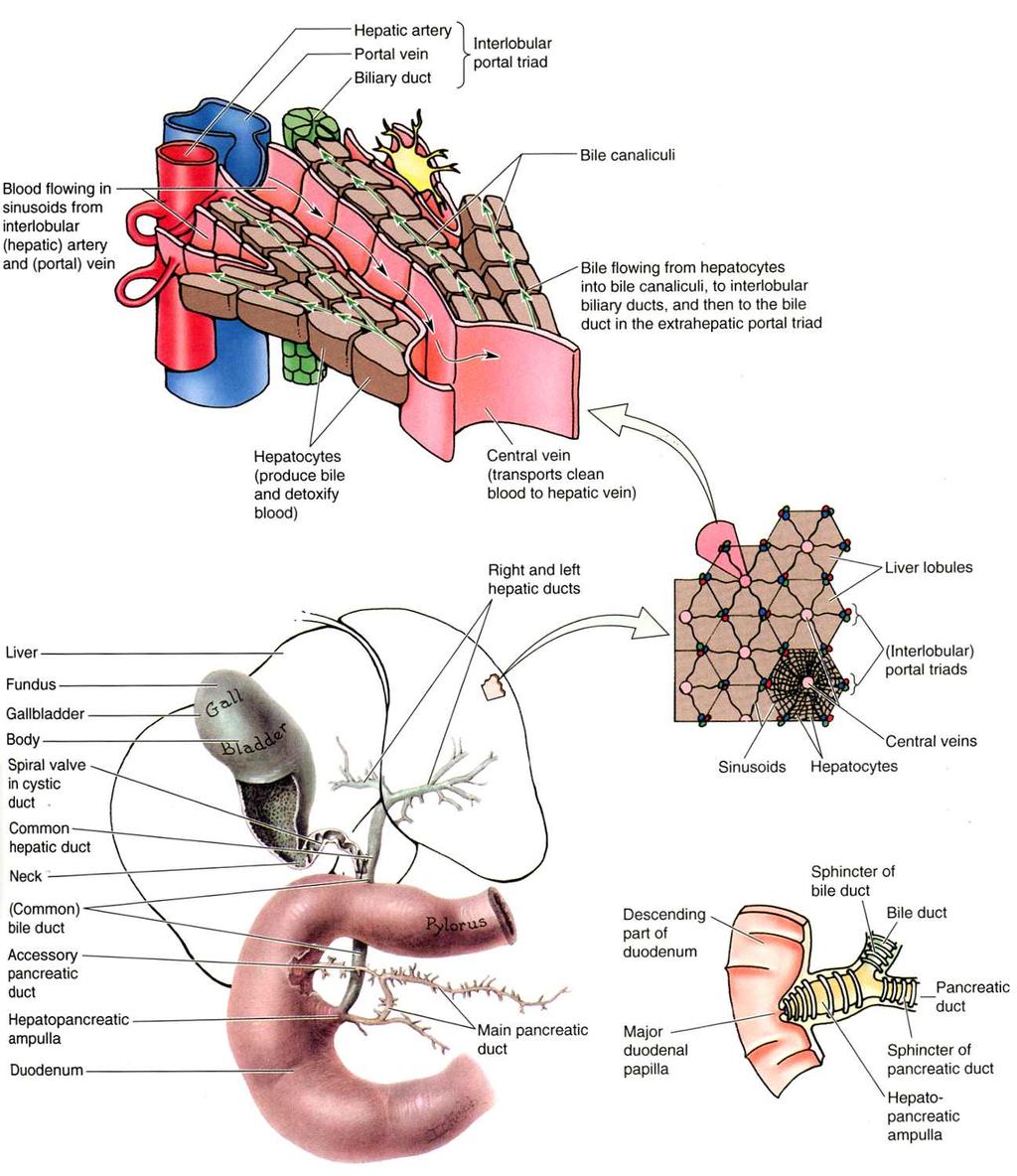 Anatomical Overview Liver lobule: bile from hepatocytes drains to scanaliculi, then to biliary ducts in portal triad Biliary ducts in triads drain to right & left hepatic ducts Common hepatic duct:
