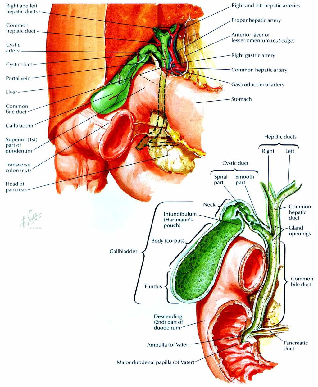 Anatomical Overview Gall bladder Fossa on visceral surface of liver between right & left hepatic