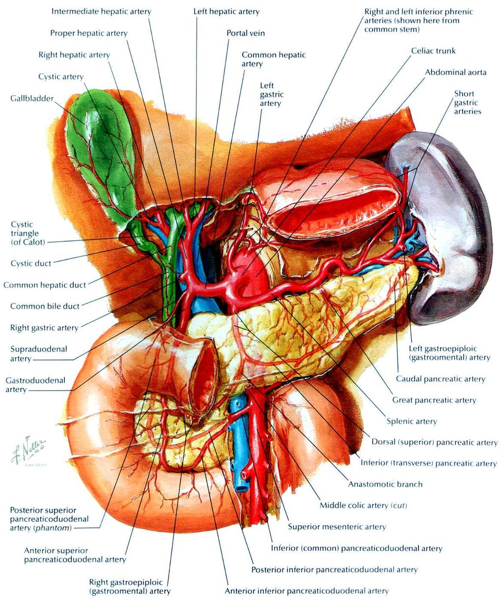 Anatomical Overview Peritoneal relations: visceral peritoneum passes over the gall bladder Blood supply From celiac axis Cystic artery to gall bladder Branch to peritoneal