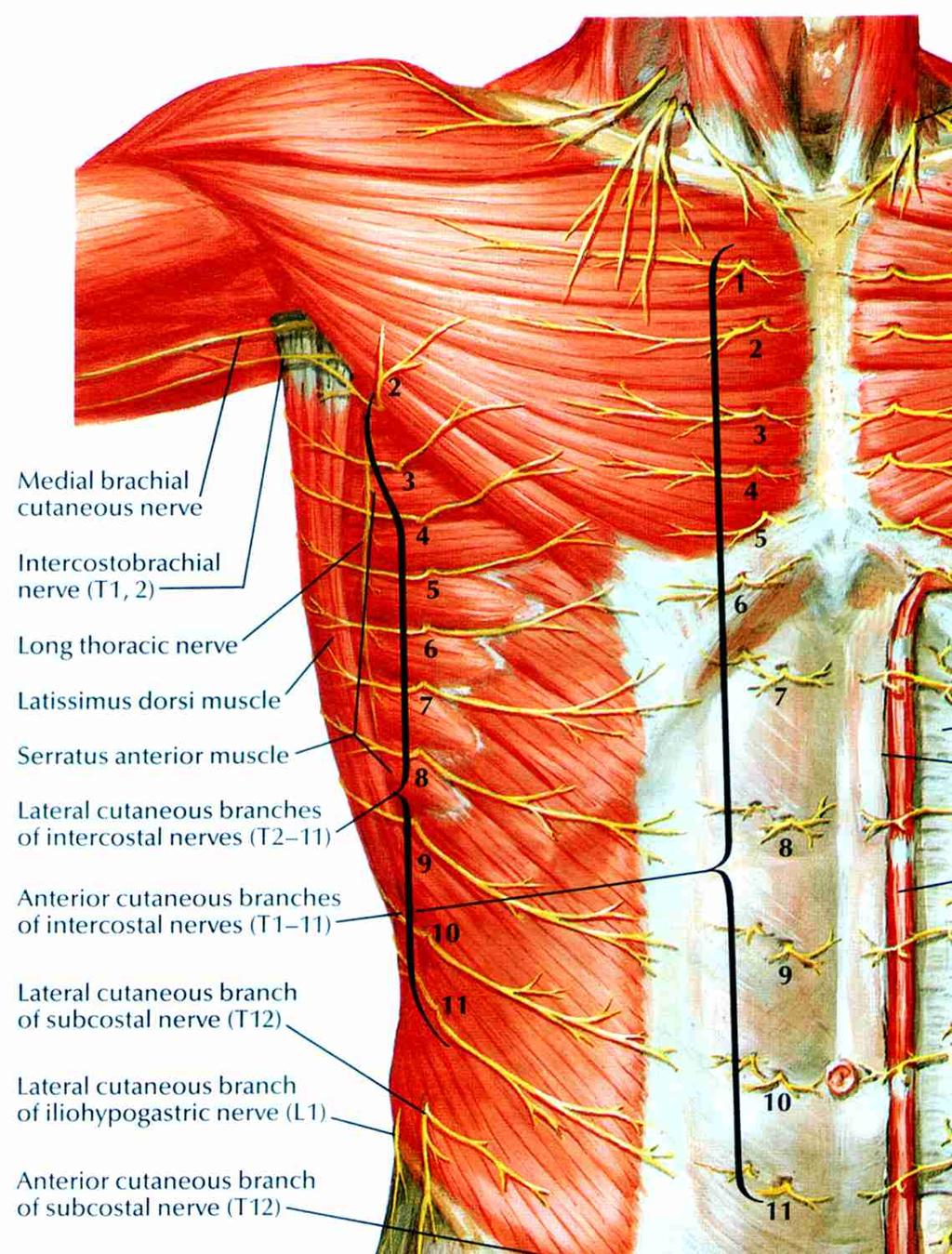 (Netter 2003) Muscular Rigidity Reflex contraction of abdominal muscles, particularly rectus abdominis Afferent limb of reflex