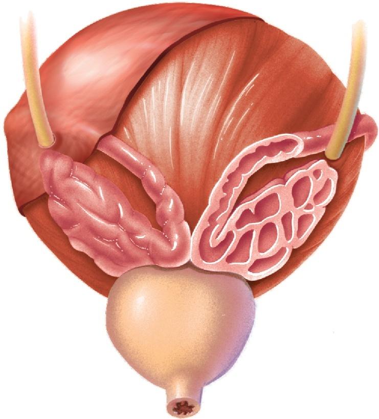 B. Ureters 1. The ureters are muscular tubes extending from the kidneys to the base of the urinary bladder. 2.